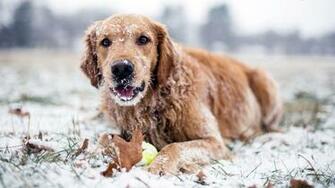 Golden Retriever In The Snow Wallpaper