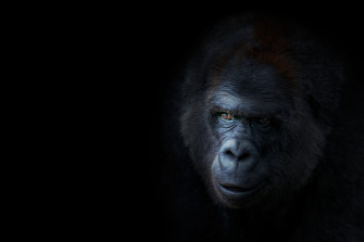Animal Gorilla 4k Ultra HD Wallpaper By Chris Frank