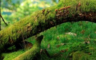 HD High Definition Wallpaper Quality Desktop