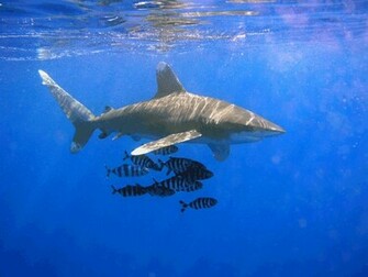 Fish R Shark