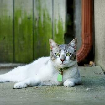 Cat iPad Air Wallpaper iPhone