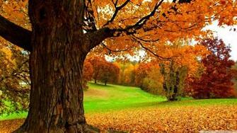 Under A Yellow Tree 4k HD Desktop Wallpaper For Ultra Tv