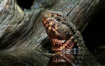 Chinese Crocodile Lizard Wallpaper Background