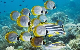 Red Sea Fish In Egypt Android Wallpaper