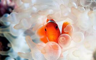 Coral Reef Fish Desktop Wallpaper HD Widescreen Gratis