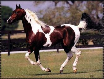 All Breeds Wallpaper Dales Pony Horse