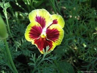 Pansy Wallpaper