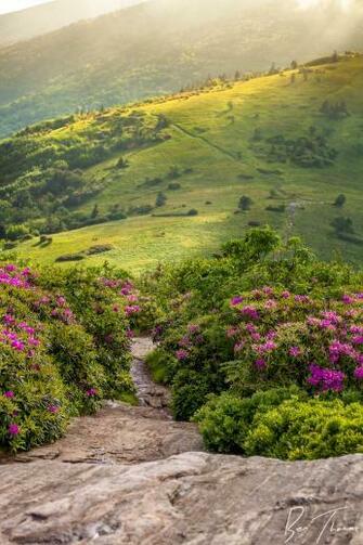 Appalachian Trail Crosses Over Jane Bald By Rctfan2