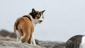 Tortoiseshell Cat Wallpaper