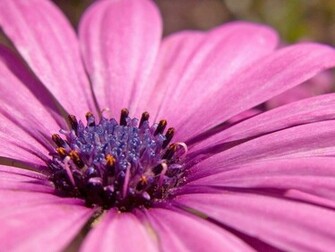 Pink Flower Wallpaper Grasscloth