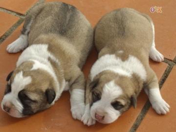 Rafeiro Do Alentejo Dogs Photo And Wallpaper Beautiful