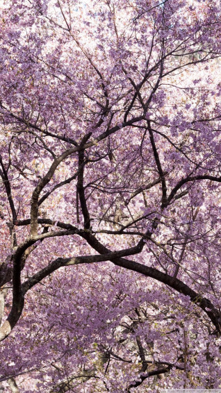 Japanese Pink Wallpaper
