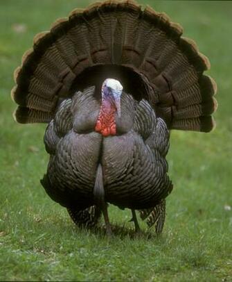 In Living Color Humane Turkey