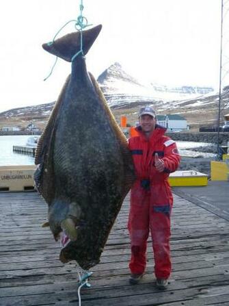 Best Halibut Wallpaper