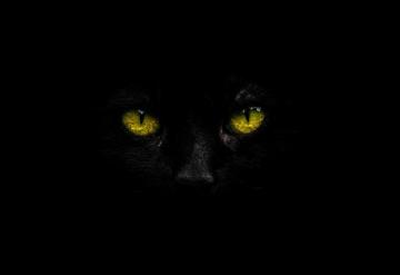 Black Cat Pictures Image