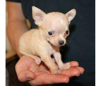 Teacup Puppies Texas