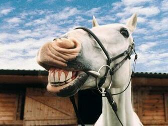 Tag Funny Farm Animals Wallpaper Image Photos Pictures And