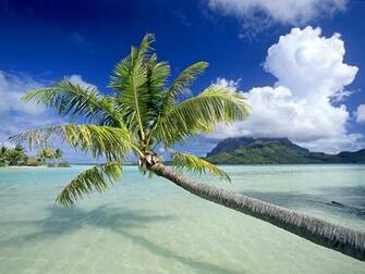 Tropical Island Beach Scenery Green