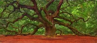 Angel Oak Tree Wallpaper Wallpaperin4k Net