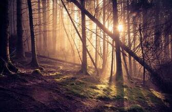 Wallpaper Forest Pine Tree Sun Rays Desktop