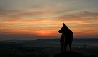 Lone Wolf Wallpaper