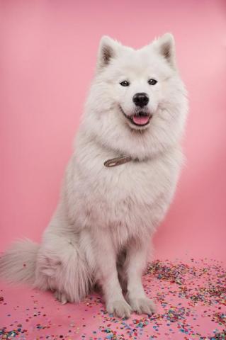 Samoyed Pictures Image