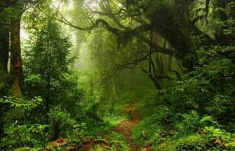 Trees Leaves 4k Wallpaper Summer Forest Grass Green 5k