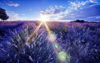 Lavender Wallpaper