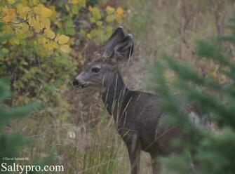 Monster Mule Deer Bucks