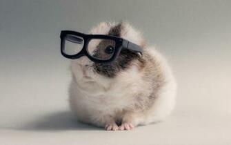 Guinea Pig Wallpaper