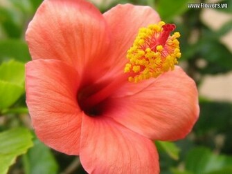 Hibiscus Flowers Wallpaper