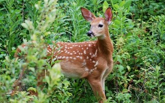White Tailed Fawn