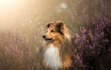 Wallpaper Face Dog Wool Sheltie Heather Shetland Sheepdog