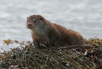 Wallpaper Mull Otter River Desktop In