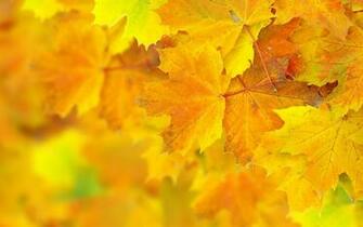 Wallpaper Autumn Yellow Leaves