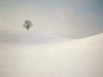 Background Snowfall Winter Wallpaper Trees Full Cold Weather