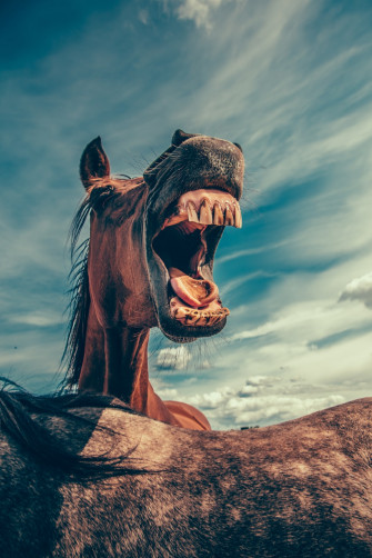 Funny Wallpaper HD Hq