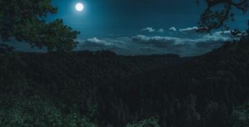 Green Forest Trees Night Moon Nature Wallpaper HD Image