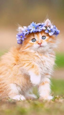 Mobile iPhone Cat Wallpaper