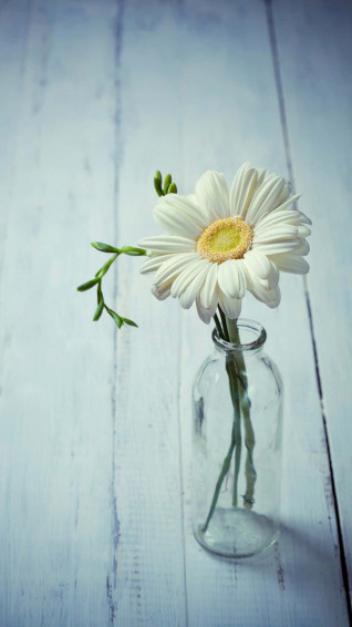 Aesthetic Daisy Wallpaper