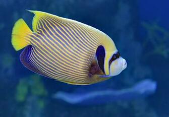 Emperor Angel Fish Pictures Image