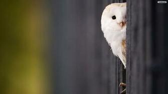 Owl Wallpaper Photo Desktop