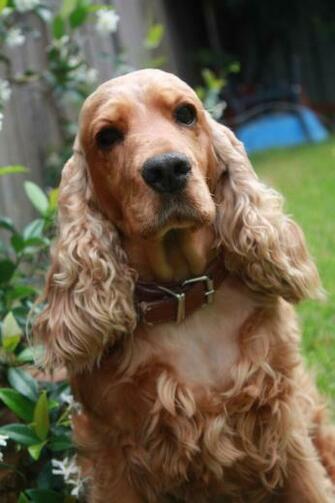 England Other Names Cocker Spaniel Nicknames