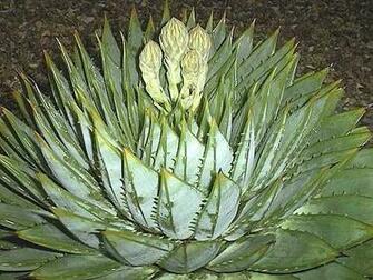 Aloe Vera Drinks