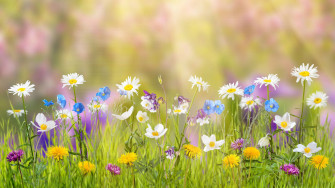 4k Spring Background Wallpaper