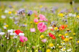 Wildflowers Wallpaper And Image Pictures