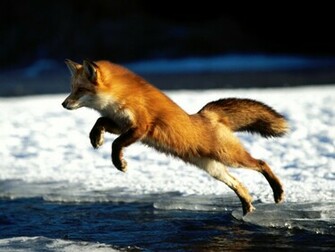 Red Fox The Life Of Animals