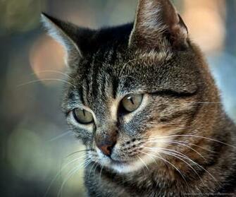 Cat Portrait With Bokeh Wallpaper For Samsung Epic