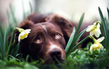 Wallpaper Flowers Dog Daffodils Spring Dreams Image For