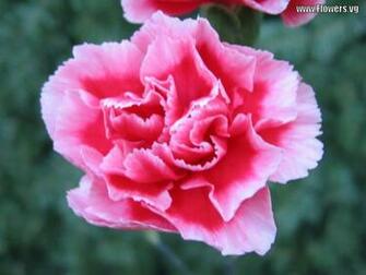 Carnation Wallpaper Whitered